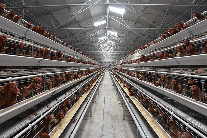 A type layer chicken cage