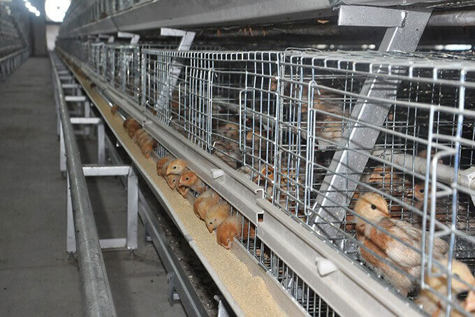 A type pullet cage