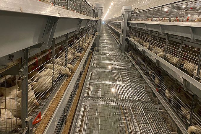 H type broiler cage
