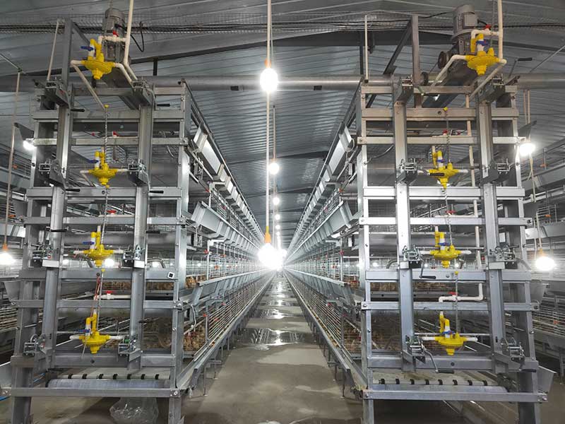 H type battery cage drinking system