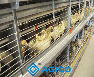 H type pullet cages