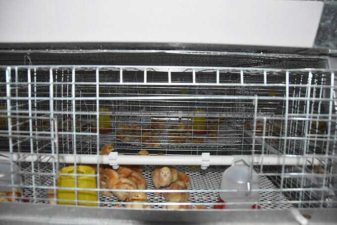 baby-chick-cage2