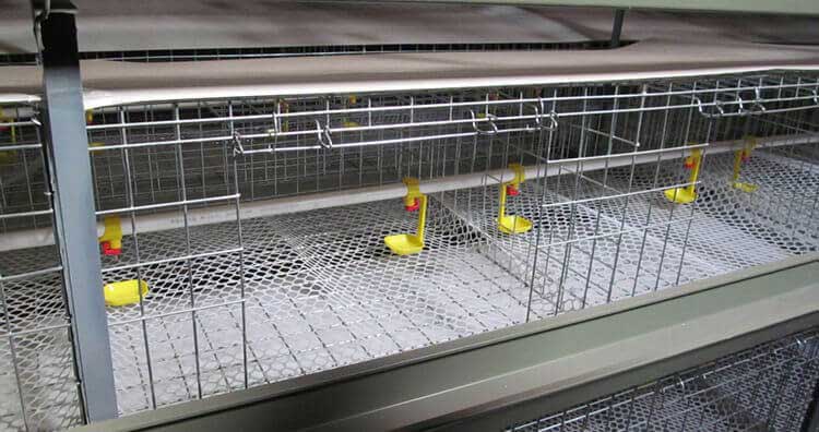 baby chick cage