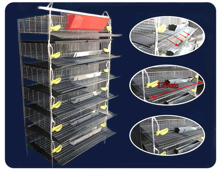 Quail cage design two