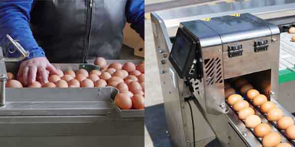 select eggs with egg grading machine