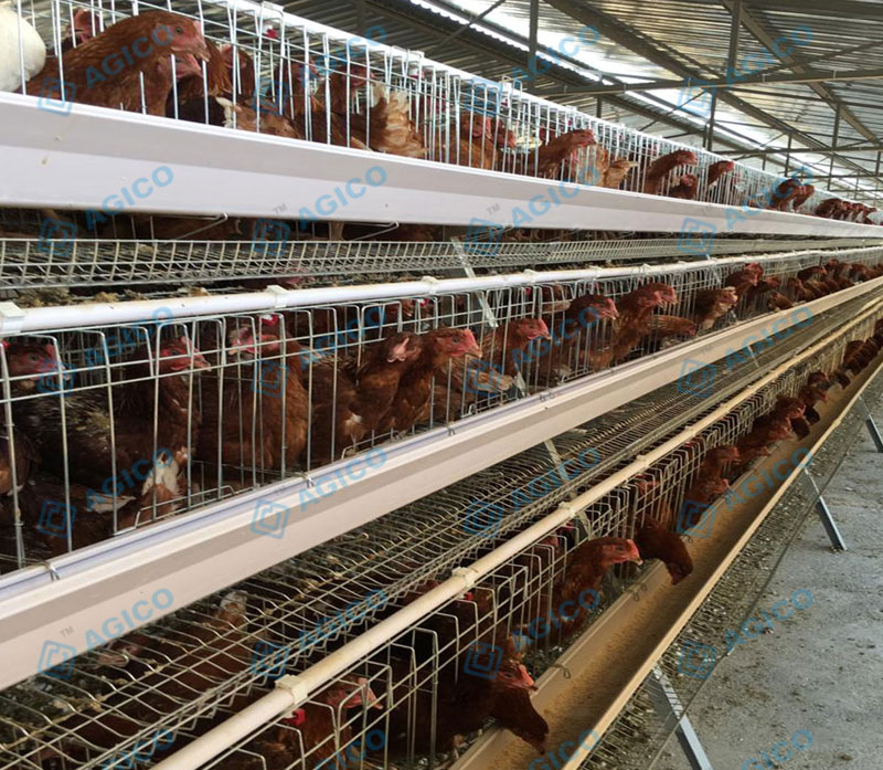 automatic layer chicken cage