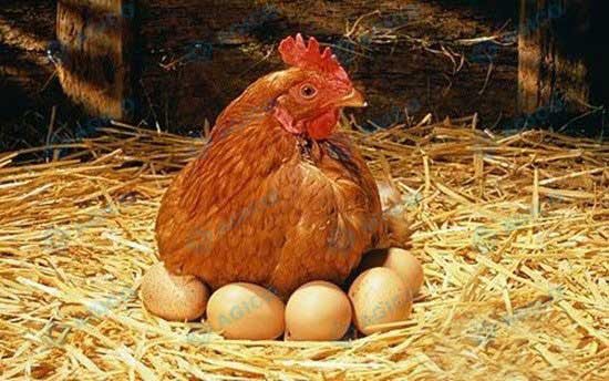 egg drops of laying hens