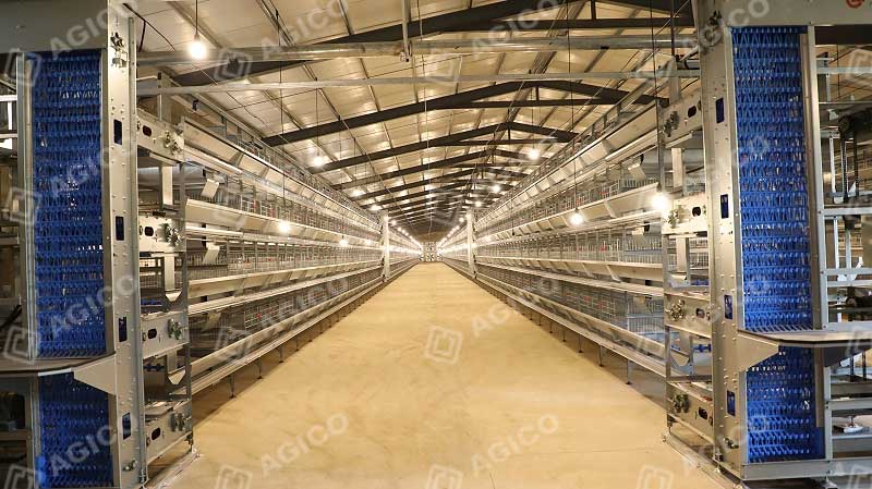 layer chicken cage egg collecting equipment