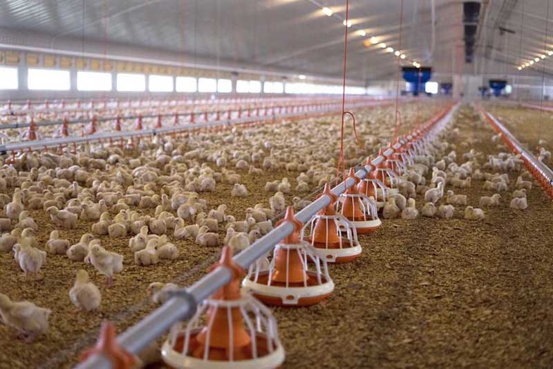 cage free chicken house