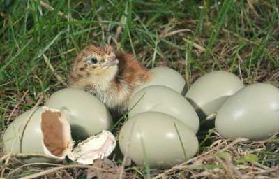 Partridge Eggs Hatching