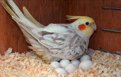 Bird Eggs Hatching