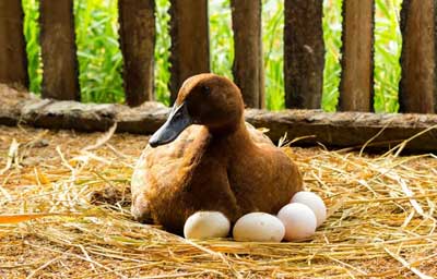 duck egg hatching