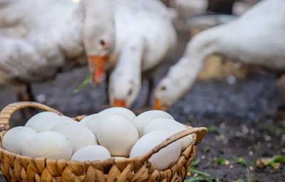 Goose Eggs Hatching
