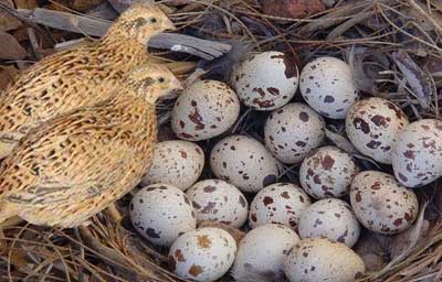 Quail Eggs Hatching