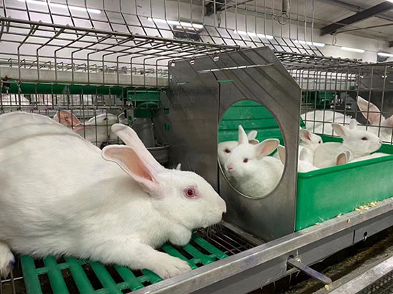 commercial rabbit cage