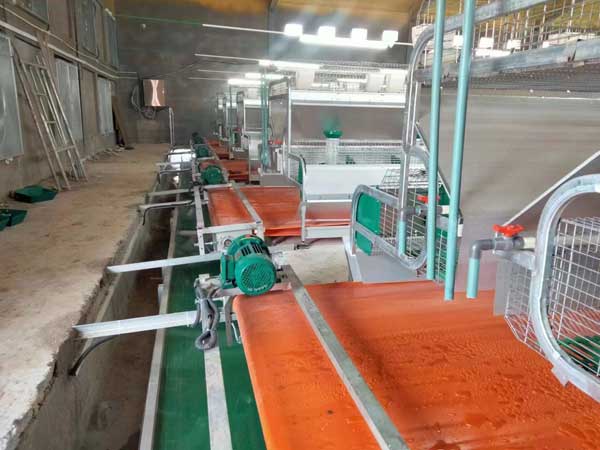 Rabbit Cage Manure Cleaning System