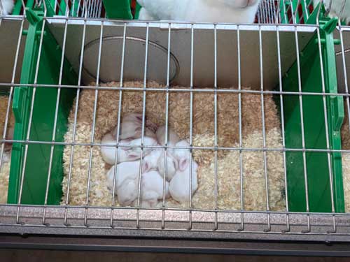 Rabbit Cages for Baby Rabbit with Nesting Box