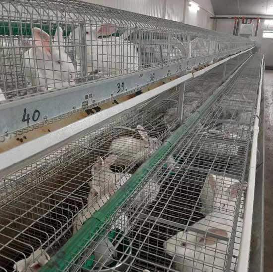 scientific rabbit cages rabbit breeding model