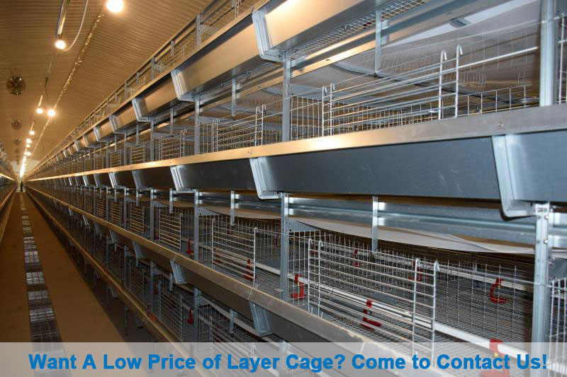 low price of layer cage