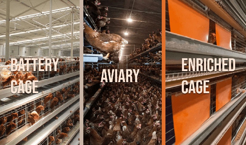 comparison of battery cage aviary system and enriched cages