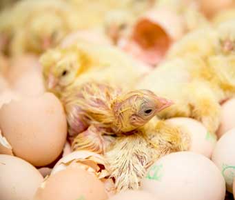 chicken eggs hatching 