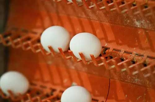 Egg handling