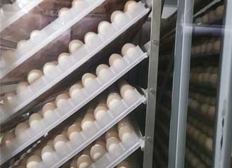 Egg trolleys of 500 incubator