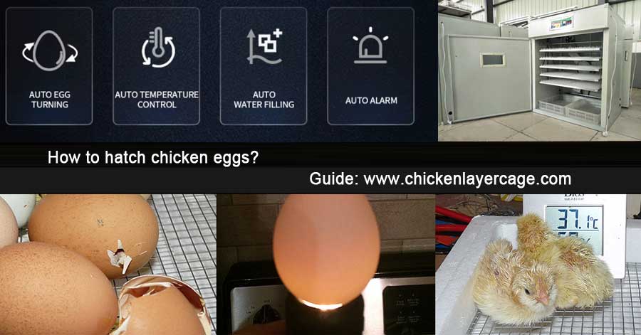 how to hatch chicken eggs