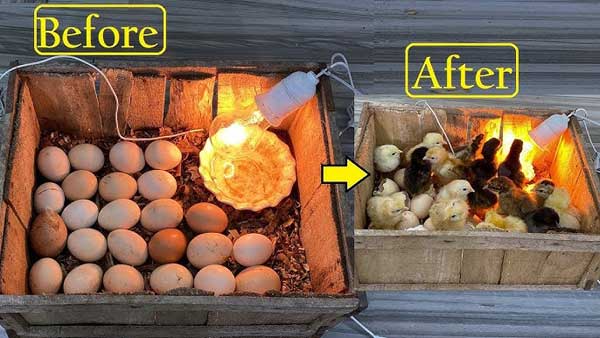 hatching chicken eggs with incubator