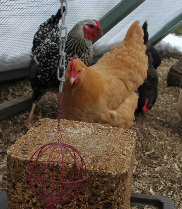 Chicken pecking block with square shape