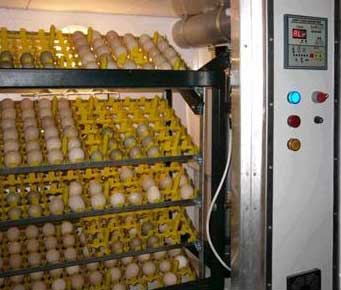 put chicken eggs into incubator