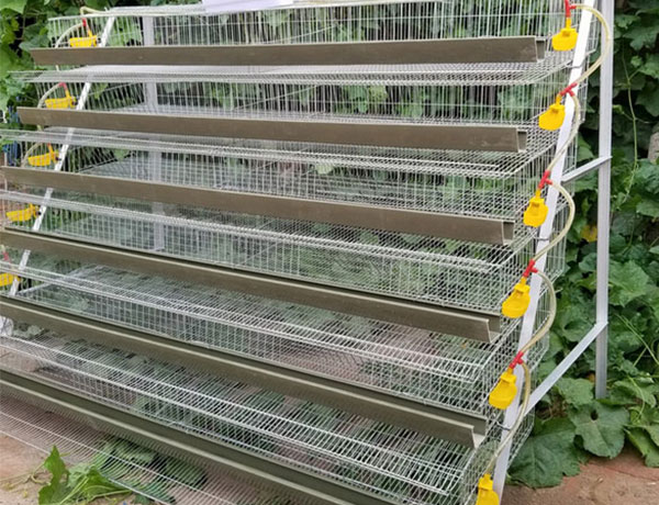 A type one side quail cage