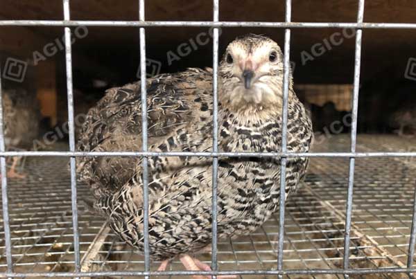 quail in quail cage