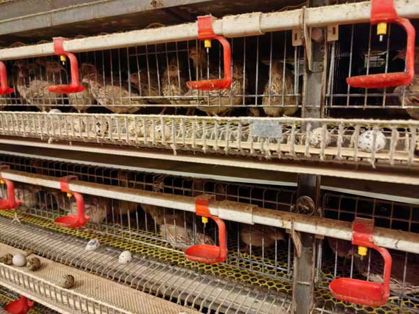 Quail cage for sale drinking nipple