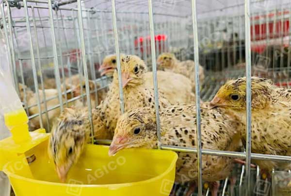 quails are drinking in quail cages