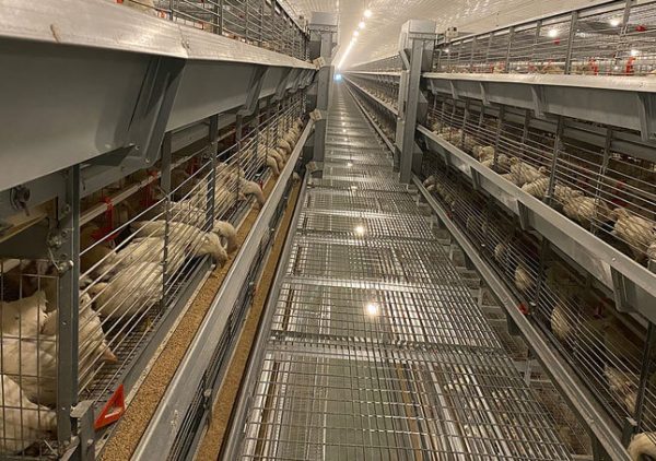 H type broiler cage
