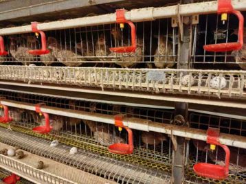 commercial quail cage for sale